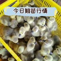 [量大从优]狮头鹅皖普浙东等，包疫苗，包成活，包运输