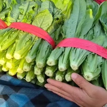 【精选】精品油麦菜可视频看货对接全国大量上市颜色鲜亮