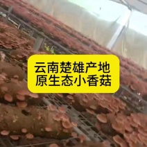 云南高山小香香菇现采现发