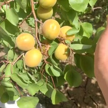 【推荐】陕西大黄杏子批发金太阳杏子基地大黄杏基地价格