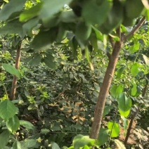 西梅苗1---3公分西梅李子苗大量供应可视频看货包存活