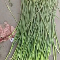 本地蒜苔大量有货一手货源加工打包出库一条龙服务