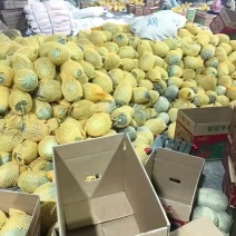推荐哈密瓜海南蜜瓜晓蜜25哈密瓜包熟包甜实力代发