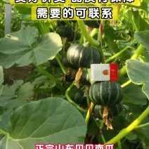 正宗山东贝贝南瓜，粉糯醇香，产地直供，量大从优！