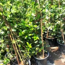 风车茉莉好养爬墙花室内绿植室外浓香型盘龙庭院攀