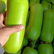 瓠瓜大量上市中，量大质优，价格美丽，满足一切包装运输需求