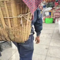 刚采摘新鲜货，白嫩饱满自家供