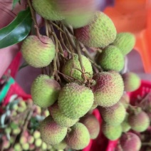 【电商代发】荔枝产地直发桂花香妃子笑电商平台一件代发