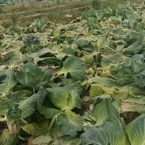5月10日菜好，两毛自吃，欢迎咨询。