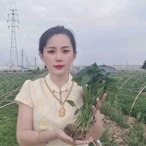 金贵宏辣椒苗免费技术指导后期提供销路