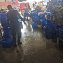 潜江小龙虾产地一手货源鲜活小龙虾干净小中大硬规格全国包邮
