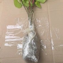 当年珙桐小苗中华鸽子树夏禹林基地直销鸽子花