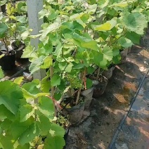 带果盆栽葡萄树葡萄苗基地直发对接全国提供技术指导