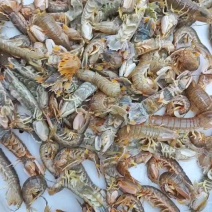 鲜活皮皮虾