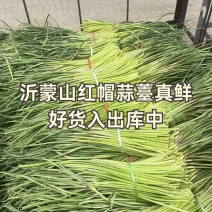 山东平邑精品红帽蒜薹，货源充足稳定质量优良，基地直发。