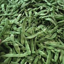 山东聊城紫花油豆1.34元/斤，货量充足！