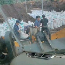 广东省清远市燕洲奶牛场，微生物菌发酵干牛粪，生物有机肥