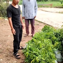猴耳环杯苗种植成活率高保质保量基地直发。