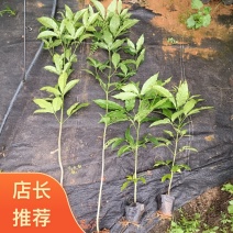 三叉苦种苗广东云浮云城区现货直发可视频看货