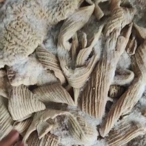 精品牛大肠，纯干货，开片去油。