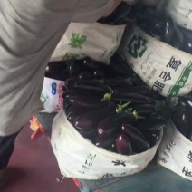 精品紫茄子山东寿光长茄批发一条龙服务量大从优欢迎采购联系