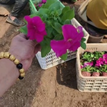 100万优质矮牵牛基地直发，清棚处理，质优价廉。