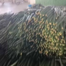 【密刺黄瓜】山东临沂沂南大棚一手货源统货一级精品都有