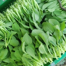 深圳鸡毛菜基地！长年每天新货供应！深圳现割每天从深圳发货
