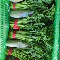 邯郸产地精品茼蒿大量供应对接电商市场商超可视频