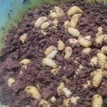 竹笋虫/河北承德产区直发/大量有货/欢迎选购/