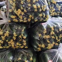 好乳瓜便宜了，10块一袋，大量上市！