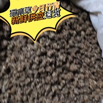 猫爪草