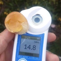 【正宗广东鸡心黄皮果】一手货源无中间商，产地直发现摘现发