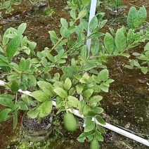 柠檬苗无籽香水柠檬苗广西基地直发保质保量供货规格齐全