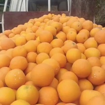 伦晚脐橙