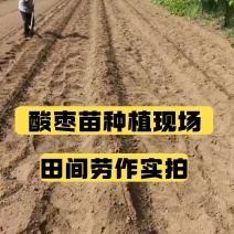 酸枣苗基地直发0.5-1.5公分短枝酸枣树苗