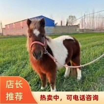 山东菏泽直供进口设特兰矮马小矮马带芯片及血统证书2026