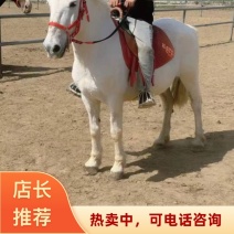2026山东郓城县可骑乘德保矮马超低价出售中一匹也发货