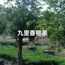 【九里香】大量供应，大小规格支持视频看货，可发往全国市场