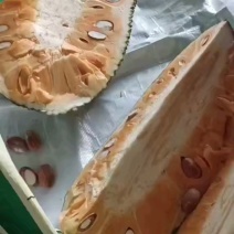 海南国产印尼红地直发货源充足