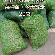 黄花菜种苗根苗可食用特产粗高产四季种植易活祁东县发货