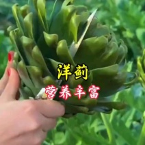 洋蓟