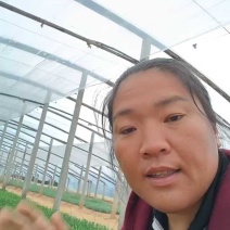 水葱基地直销，大量有货，