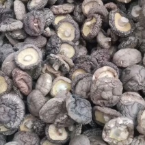 西峡香菇精选厚菇干香菇原产地一手货源