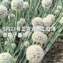 万亩洋葱苗育苗基地，大量批发优质高产洋葱苗，品种齐全