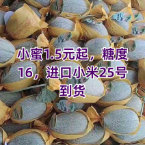 晓蜜25哈蜜瓜甜瓜市场直供价格优惠欢迎咨询