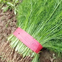 茴香一年四季供应可发全国有大棚产地发货质量可靠
