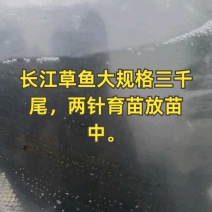 大量出售草鱼苗草鱼苗批发5--10厘米草鱼苗大小规格齐全