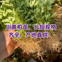 川黄柏幼苗厚皮大叶四川基地直供黄柏芽苗黄柏