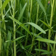 柳叶粗埂青白空心菜